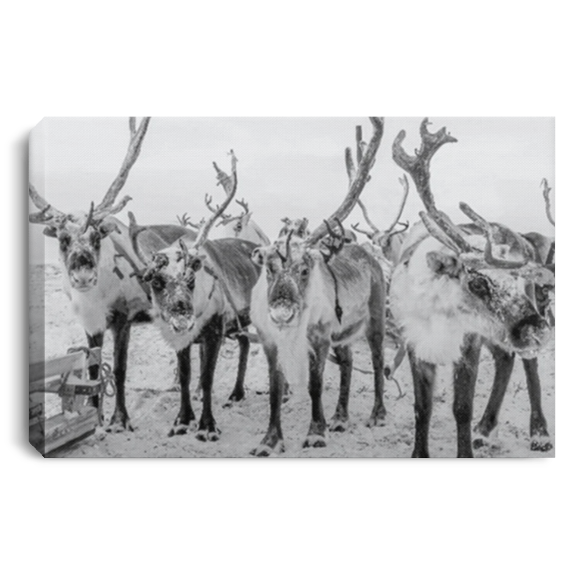 CANVAS REINDEER GANG ON STANDBY/ REINDEER GAMES/ 3/4 INCH WRAPPED CANVAS